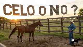 avoid mistakes this is how you detect your mares heat del cerro soy