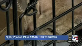KC Pet Project takes in more than 100 animals
