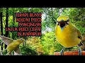 Download Lagu terapi koloni pleci dan call pleci betina memanggil jantan. terapi untuk pleci bahan,anti zonk.