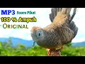 Download Lagu Perkutut Lokal Gacor RAJA PIKAT Ahlinya Bikin Semua Burung Perkutut Nyaut