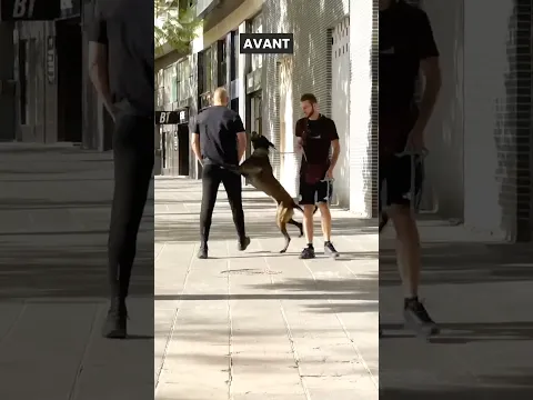 Ce Malinois agressif attaquait tout le monde ! (6 jours après)