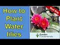 Download Lagu Best Way to Plant Water Lilies for Lots of Blooms MP3