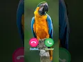 Download Lagu #ringtone #smartphone #music #ringtones