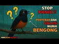 Download Lagu Murai Bengong? Jangan Panik! Ini Penyebab , Solusi \u0026 Rawatannya !