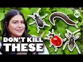 These Bad Bugs LOOK Like Good Bugs Don t Get Them Confused