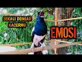 Lagu SEKALI DENGAR KACERMU EMOSI IKUT GACOR ON  !! PANCINGAN KACER GACOR PASTI NYAUT AMPUH.