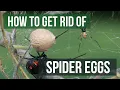 How to Get Rid of Spider Eggs 4 Easy Steps