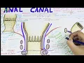 Anal Canal Brief Anatomy Easy