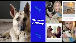 the story of khalifa u0026 introducing khoast u0026 khalifornia adoptdontshop petloss