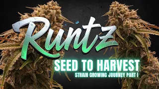 Runtz - Strain growing journey Part I