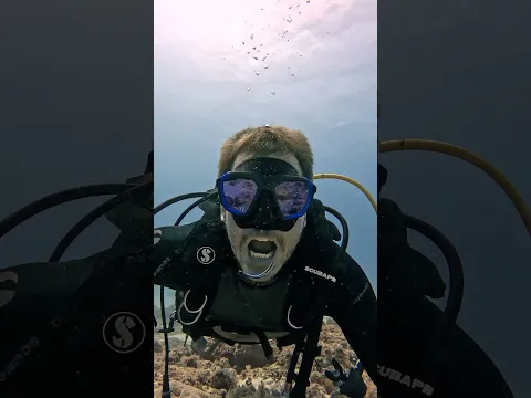 Cleaning Wrasse