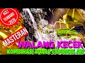 Download Lagu WALANG KECEK/BELALANG KECEK DENGAN KOMBINASI SUARA GEMRICIK AIR,YANG MEMBUAT BURUNG MUDAH MENIRUKAN MP3