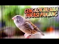 Download Lagu CENGKOK MEWAH DURASI PANJANG PALING DICARI - MASTERAN KENARI RASA BLACKTHROAT GACOR SUARA JERNIH