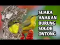 Download Lagu SUARA ANAKAN BURUNG SOGOK ONTONG | buat pikat sogon