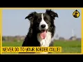 5 Things You Must Never Do to Your Border Collie