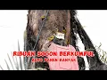 Lagu ribuan sogon berkumpul ‼️ auto panen banyak