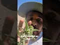 The struggles of outdoor Cannabis Growing