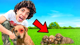 انقذت كلاب وامهم من الهلاك حمو ايهاب بيجر شكلى 