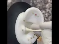 Earlobe Piercing Aftercare