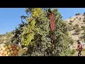 Download Lagu 🍒🍓Vineyard with fresh and delicious fruits. Narcissus goes to the garden to pick grapes🍑🍎🫒