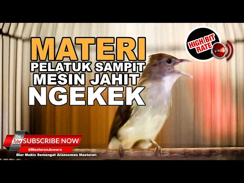 Download MP3 #1 🔴Masteran Cucak Jenggot Isian Pelatuk Sampit Mesin Jahit Sangat Mewah❗️AUDIO JERNIH