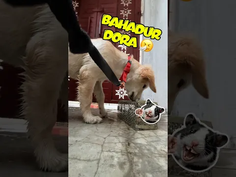 Meri Bahadur Dora 🤧🐶 #dora #shorts #vlog