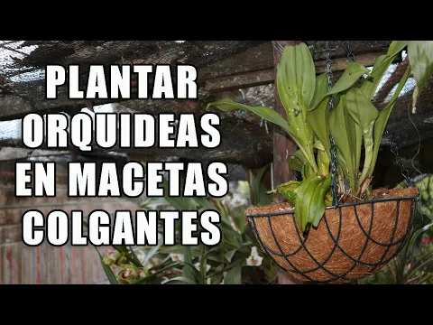 Download MP3 Como Plantar Orquideas en Macetas Colgantes