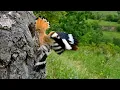Download Lagu Nesting birds – Eurasian hoopoe (Upupa epops)