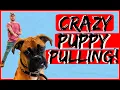 How to Obedience Train your Boxer Puppy - Dog Training with Americas Canine Educator