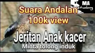 suara anakan kacer minta tolong induknya
