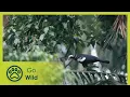 Download Lagu Wingbeats to the Amazon - Go Wild