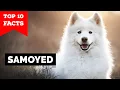 Samoyed - Top 10 Facts