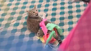 A Trapped Cat Was Terrified Until He Realized I Was Saving Him