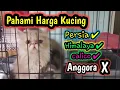 Download Lagu TERBARU ❗ Harga Kucing Himalaya,Persia, dan Kucing Calico