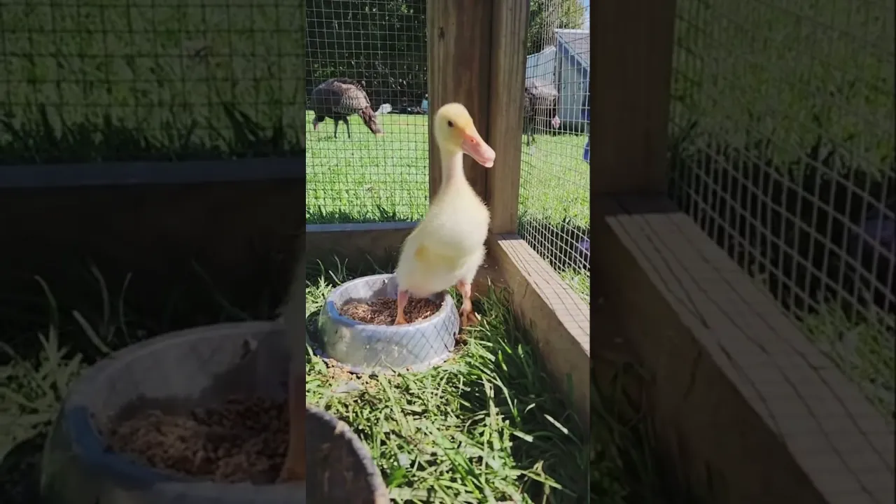 Welcome to West Place, Tofu