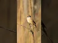 Download Lagu Burung Shrike Coklat #burung #alam #celana pendek #celana pendekviral #fotografi #