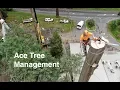 Mountain Ash Tree Removal Part 1
