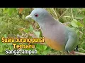 Download Lagu SUARA PIKAT BURUNG PUNAI UJI KERAKAS TERBUKTI BURUNG PUNAI MENDEKAT