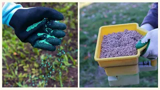 Coated vs Uncoated Grass Seed - Techy Turf Series