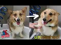 UNLEASHED BY PETCO SELF-SERVICE DOG WASH Vlog Review