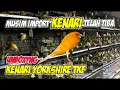 Download Lagu UNBOXYNG Kenari Yorkshire TKF Postur Mewah - Mewah #kenarigacor #kenariyorkshire #burung 