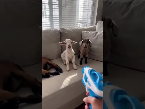 wait for end🤣🤣#shorts #babygoats #babygoat #viral