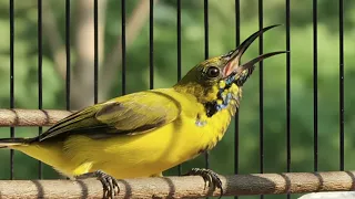 masteran sogon materi bren kenari masteran sogon materi mewah masteran burung kicau