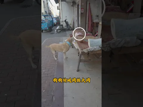 狗偷吃攤中大肉，轉頭向主人要大錢，悄悄補肉攤虧空