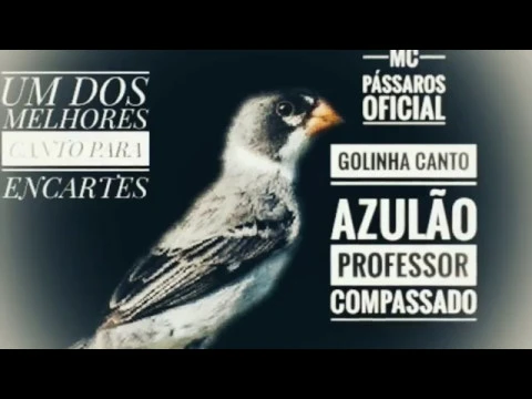 Download MP3 GOLINHA CANTO AZULÃO PROFESSOR COMPASSADO