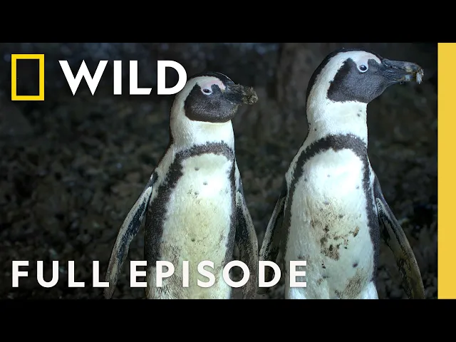 Video: Survival of the Smartest (Full Episode) | Secrets of the Penguins | Nat Geo Animals
