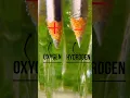 Download Lagu Electrolysis Of Water How To Produce Hydrogen From Water Water Electrolysis Electrolysis  #shorts