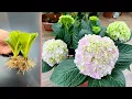 Download Lagu Hydrangea has a \