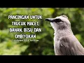 Download Lagu Trucukan GACOR ngalas ROPEL PANJANG suara alam AMPUH buat pancingan jadikan trucuk Gacor GARUDA
