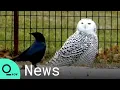Rare Snowy Owl Captivates Onlookers in New York City s Central Park
